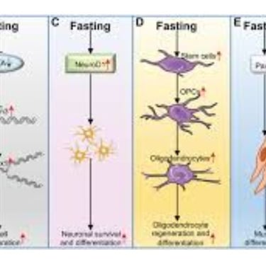 fasting