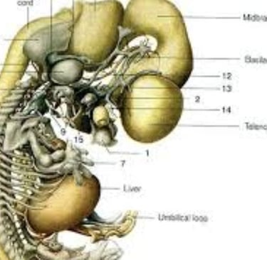 The Coccyx (عَجْبُ الذَّنَبِ) and the Scientific Miracle in Creation and Resurrection