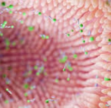 The Impact of Microbiome, Fasting, and Probiotics on Cancer (4)