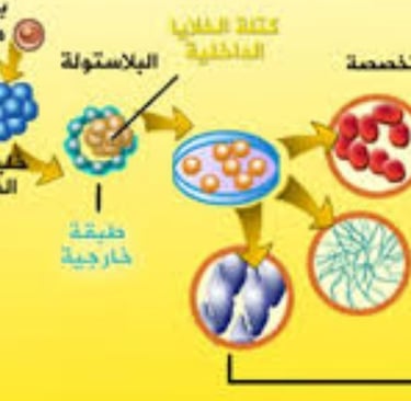 لكن زيادة الخلايا الجذعية واستخدامها من خلال الصيام هي طريقة طبيعية للعلاج