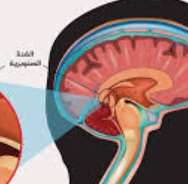 الدماغ