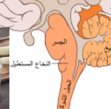 لاتاكل الموز وتنام