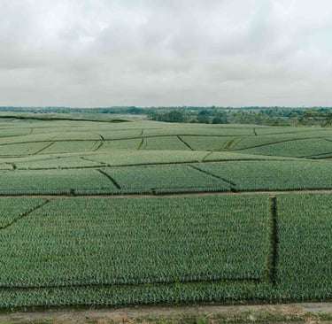 Foto de dron de campo agrícola en Ecuador