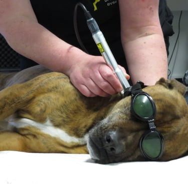 Karen Valu Veterinarian Physiotherapy Rehabilitation Laser Dog