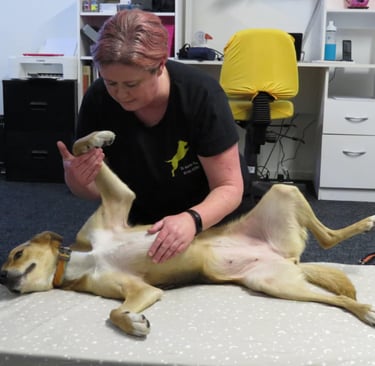 Karen Valu Veterinarian Physiotherapy Rehabilitation Massage Dog