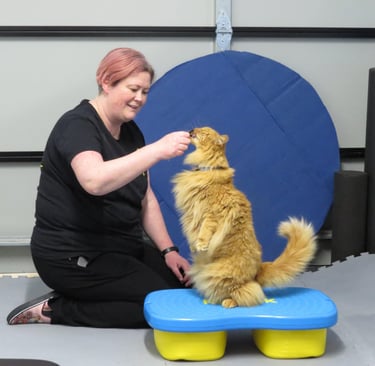 Karen Valu Veterinarian Physiotherapy Rehabilitation