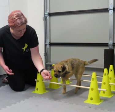 Karen Valu Veterinarian Physiotherapy Rehabilitation Exercise Dog