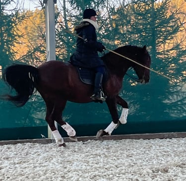 a person riding a horse in a rorking equitation style