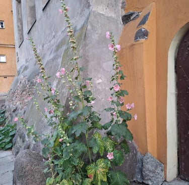 Zwiedzaj Starą Warszawę z Naturą Miasta!