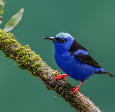 A Red-legged Honeycreeper with bright red legs and navy blue body perches on a moss-covered branch