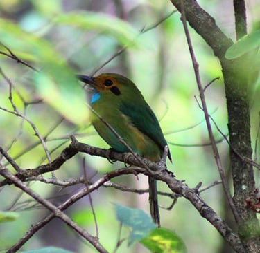 Elegant tropical blue-throated motmot with blue throat resting on a forest branch in Chiapas