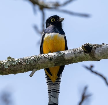 A Gartered Trogon with bright yellow belly at Sumidero Canyon in Chiapas