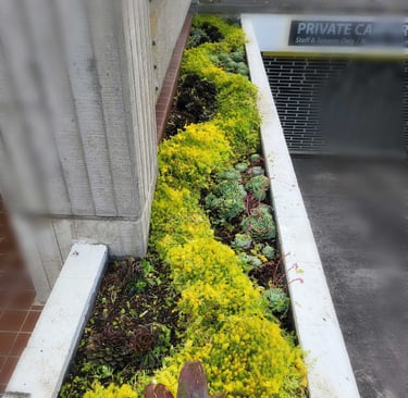 Creative Gardening Ideas Auckland Metrocare