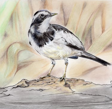 Pied Wagtail Drawing