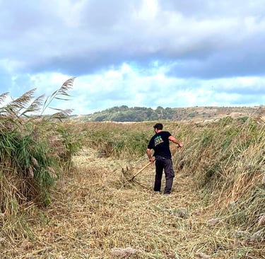 Land Culture-Reed management