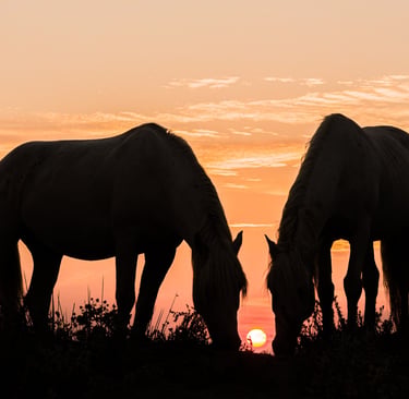 Silhouetted pair of wild horses grazing in a field at sunset with an orange sky.