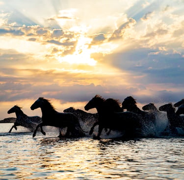 A herd of wild horses gallops through water at sunset, creating splashes under a golden sky with sun rays.