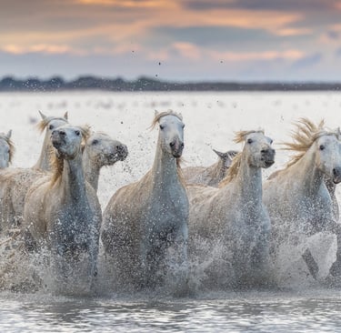 A herd of white Camargue horses galloping through shallow water at sunset with dramatic splashing.
