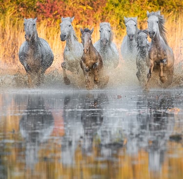 A herd of white Camargue horses galloping through shallow marsh water with golden autumn foliage reflections.