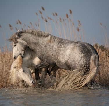Two wild white Camargue horses playing and splashing in the marsh water of southern France.