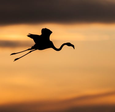 a flamingo flying through the sky at sunset