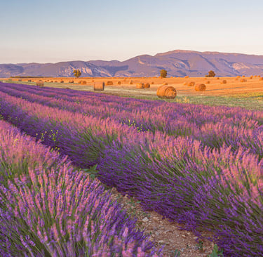 Rows of blooming purple lavender fields in Provence with hay bales and mountains at sunset.