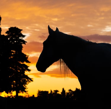 a horse is standing in the sunset