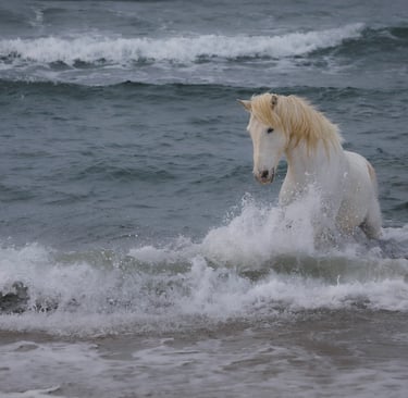 A majestic white Camargue horse running through crashing ocean waves on a beach.