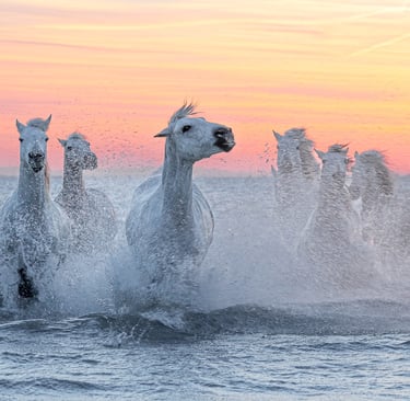 A herd of white Camargue horses galloping through ocean waves during a vibrant pink and orange sunset.