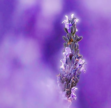 Close-up of a vibrant purple lavender flower stalk in bloom against a soft blurred lavender field background.