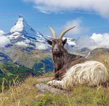 a goat with a mountain in the background (Matterhorn in Switzerland)