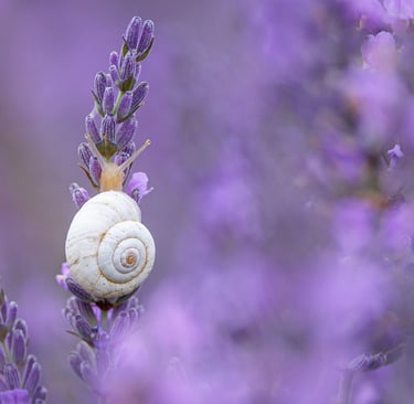 A small white snail climbing a purple lavender sprig in a blooming summer garden field.