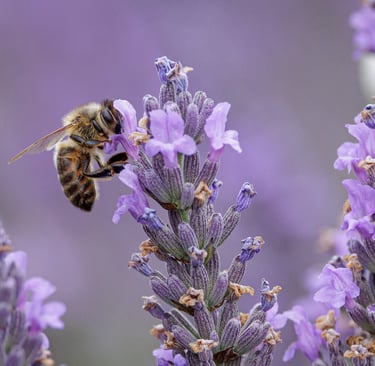 Honey bee pollinating purple lavender flowers in a blooming summer field.
