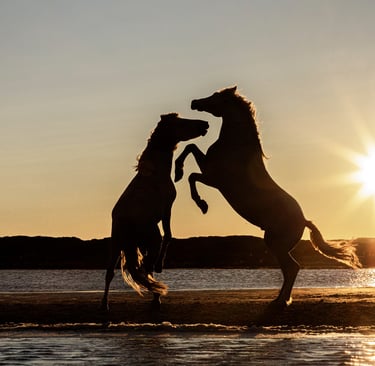Silhouette of two wild horses rearing up on a beach at sunset with golden sunlight reflecting on the water.