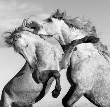two horses are fighting in a field