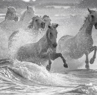 a group of horses running through the ocean