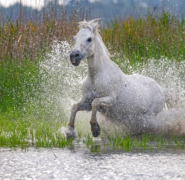 a horse is running through the water in the wild