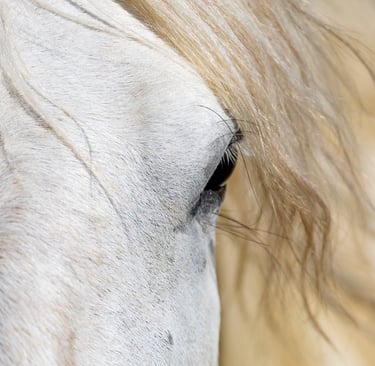 Extreme close-up of a white horse eye and blonde mane with soft natural lighting.