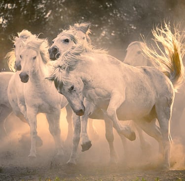A herd of majestic white Camargue horses galloping through golden dust at sunset.
