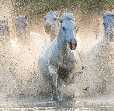 A herd of wild white Camargue horses galloping through water with dramatic splashing.