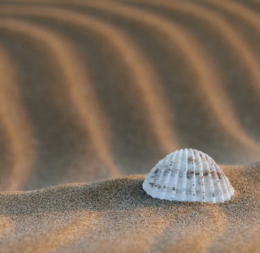 a shellfish in the sand