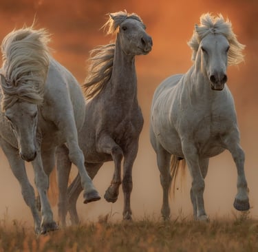 three horses running in the dusty field with the sun setting
