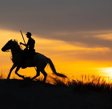 Silhouette of a camargue gardian riding a white horse on a sand dune during a golden sunset.