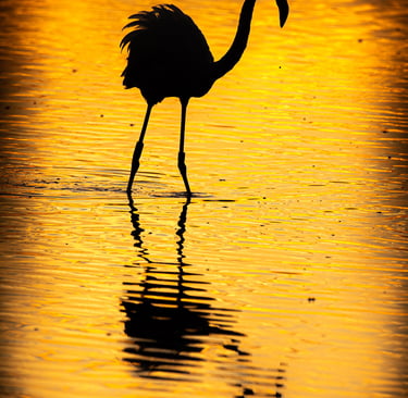a flamingo bird standing in the water at sunset