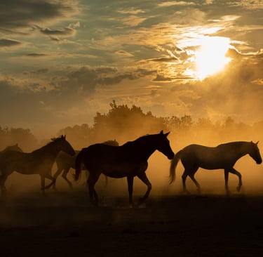 Silhouette of wild horses running through dust at golden hour sunset.