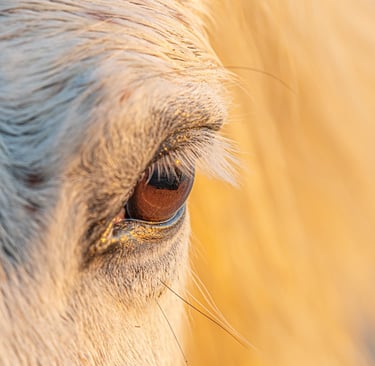 Close-up profile of a white horse's eye with long lashes and golden sunlight highlighting the fur.