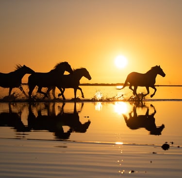 Silhouette of wild horses running through shallow water at sunset with a golden reflection.
