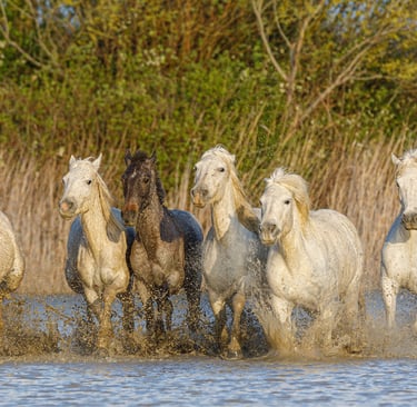 A herd of Camargue horses galloping through shallow water with splashing droplets and a natural reed backdrop.