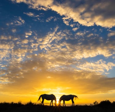 Silhouette of two horses grazing on a hill under a dramatic golden sunset sky with wispy clouds.