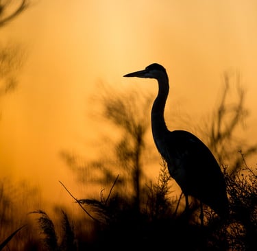Silhouette of a grey heron perched in marsh grass during a vibrant orange sunset.
